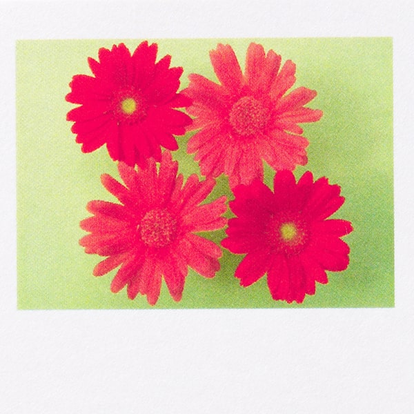 名刺 4号 50枚入 フォトカラー花 Aj 155 ガーベラ 名刺 山櫻 Soreal ソレアル